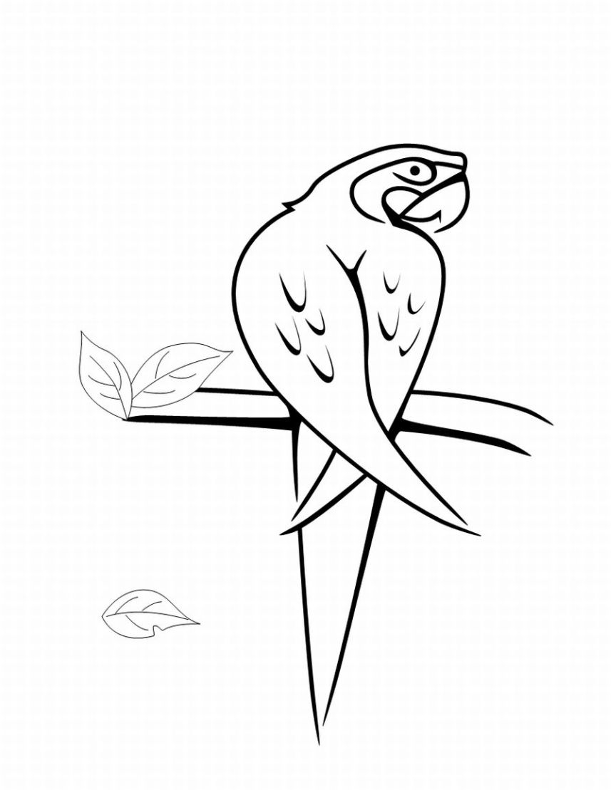 Bird Colouring Pictures 3