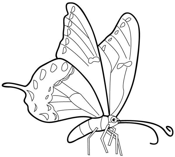 Butterfly Colouring Pictures 4