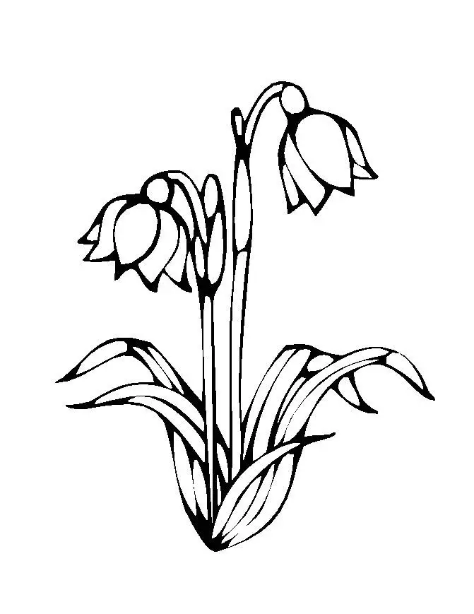 Flower Colouring Pictures 1