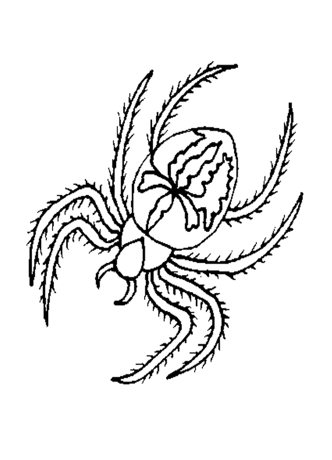 Spider Colouring Printable 9