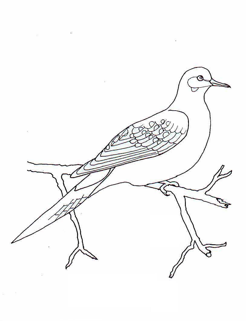 Bird Colouring Pictures 12