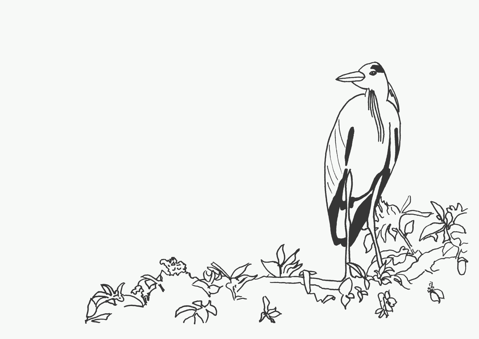 Bird Colouring Pictures 5