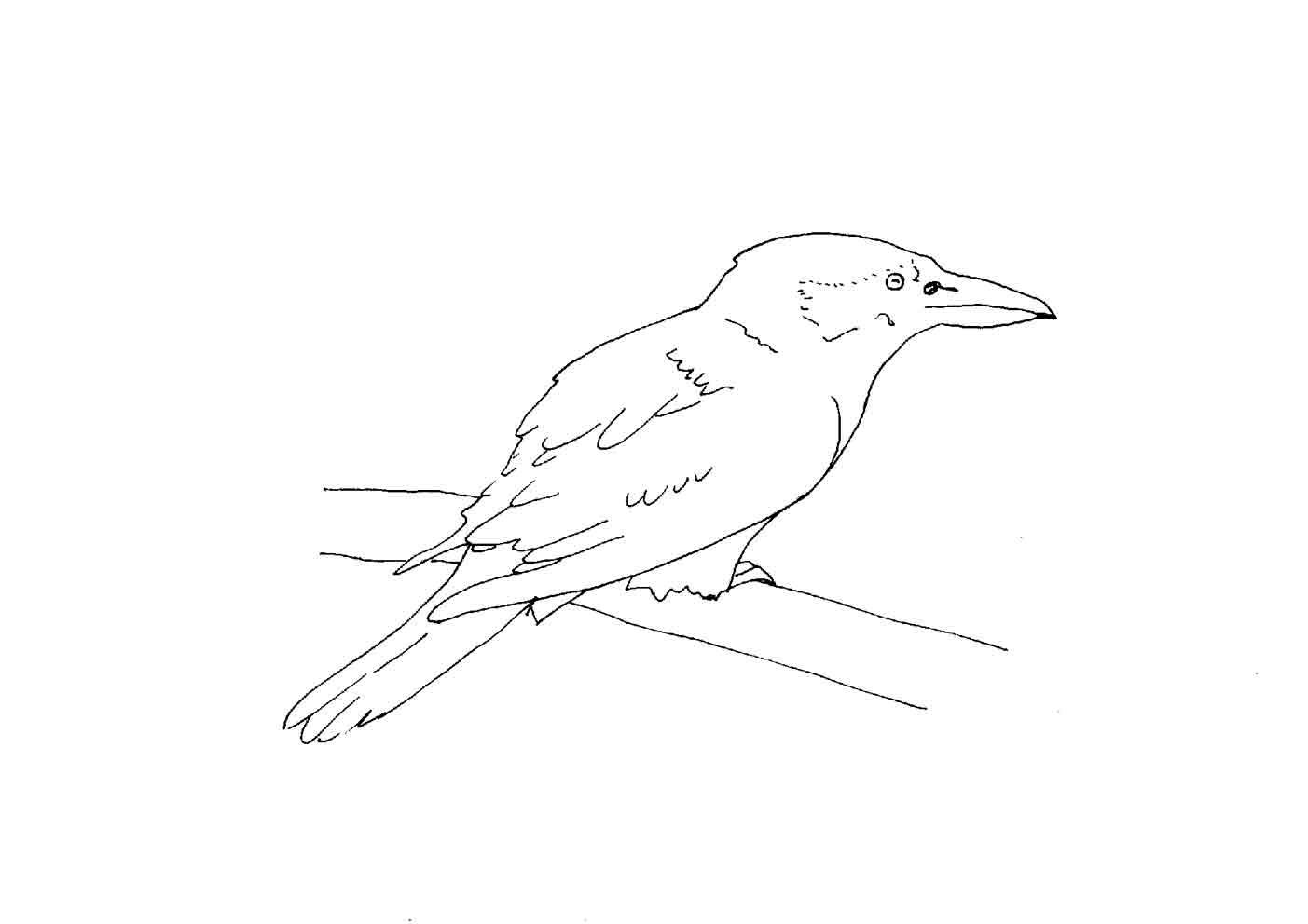 Bird Colouring Pictures 8