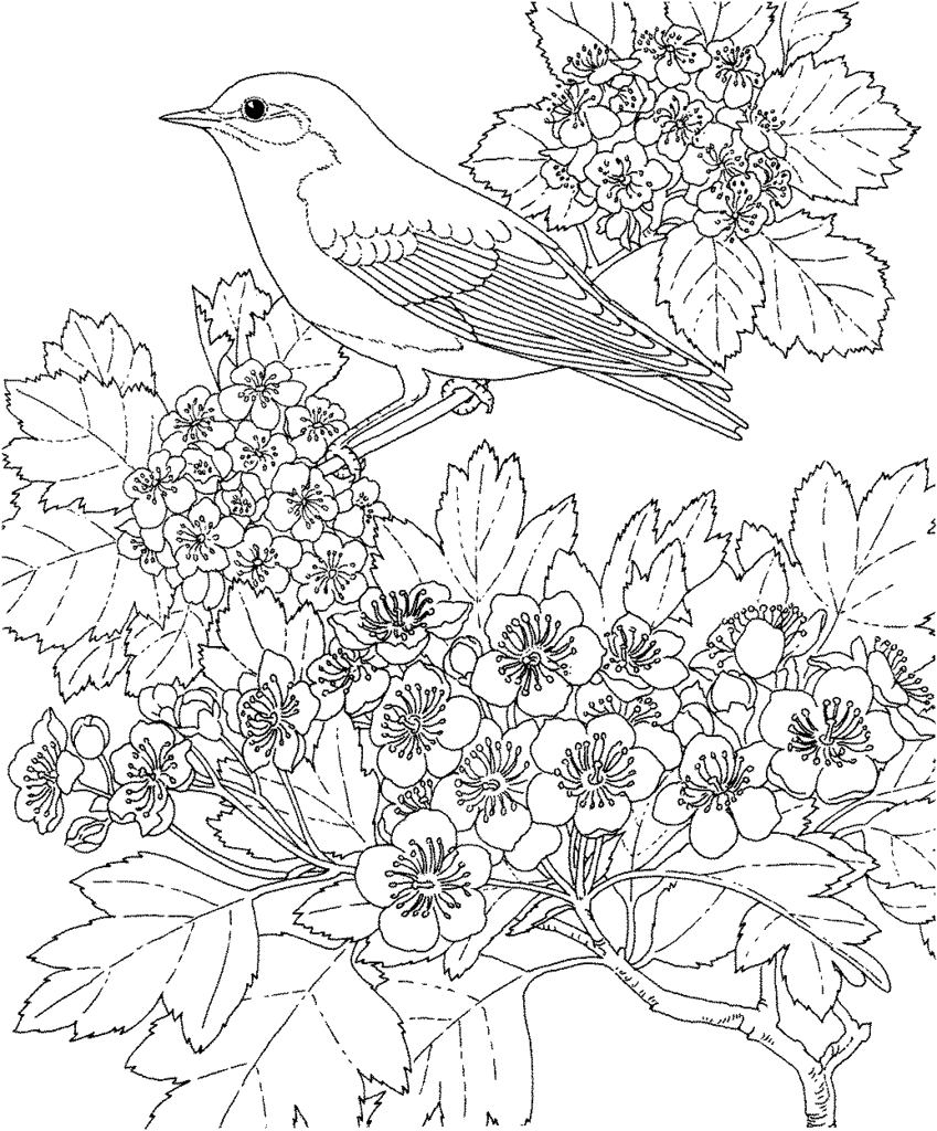 Bird Colouring Pictures 9