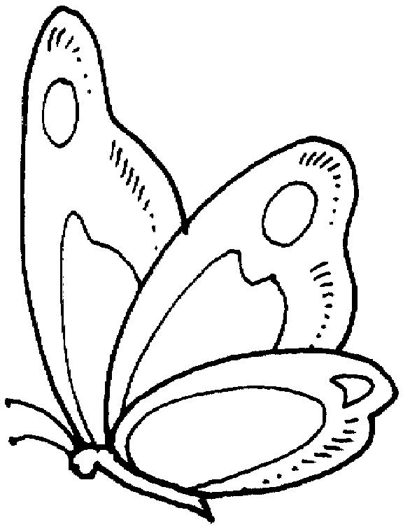 Butterfly Colouring Pictures 11