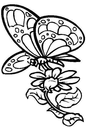 Butterfly Colouring Pictures 2