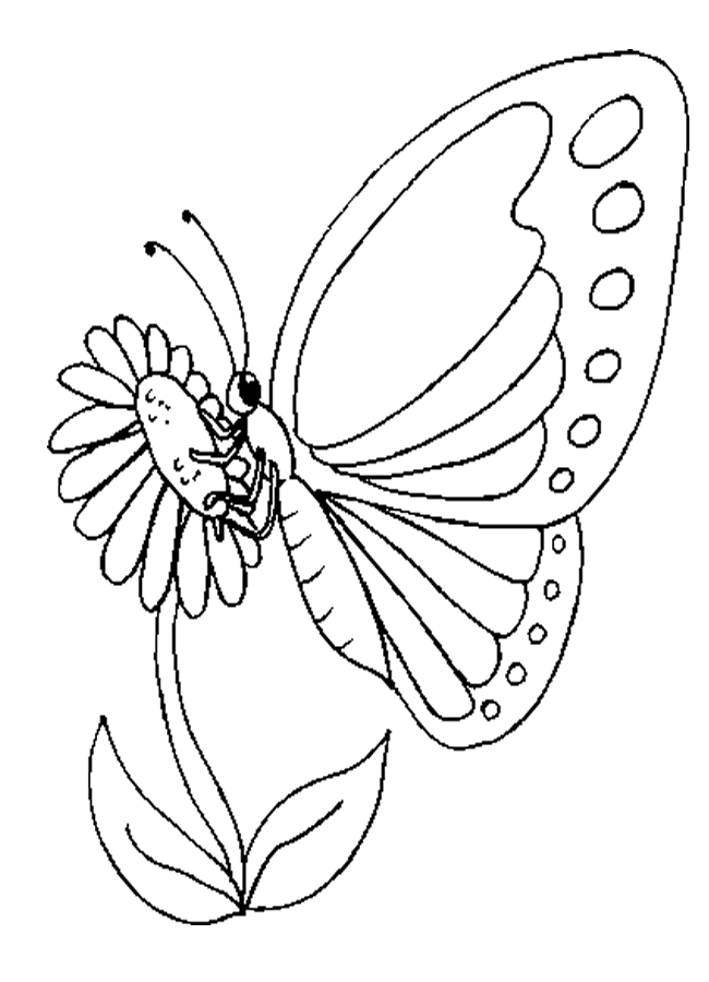 Butterfly Colouring Pictures 8