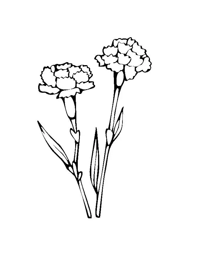 Flower Colouring Pictures 6