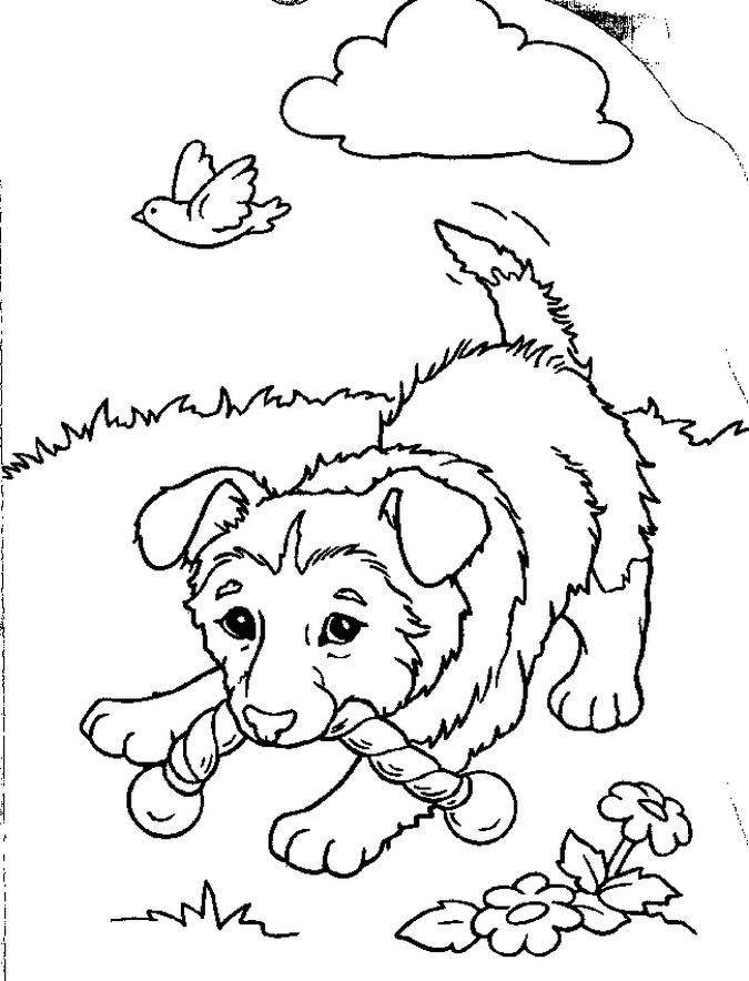 Puppy Colouring Pictures 12