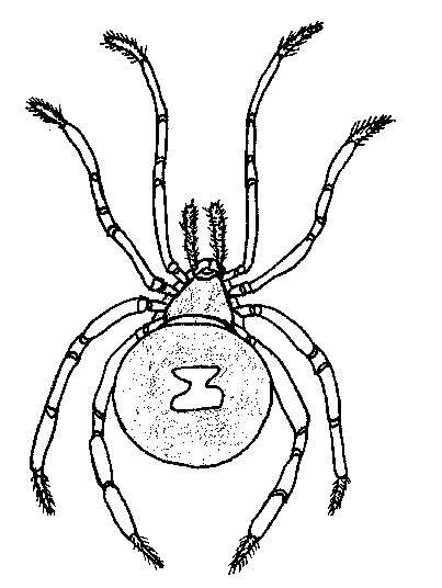 Spider Colouring Printable 11