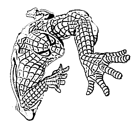 Spiderman Colouring Pictures 4