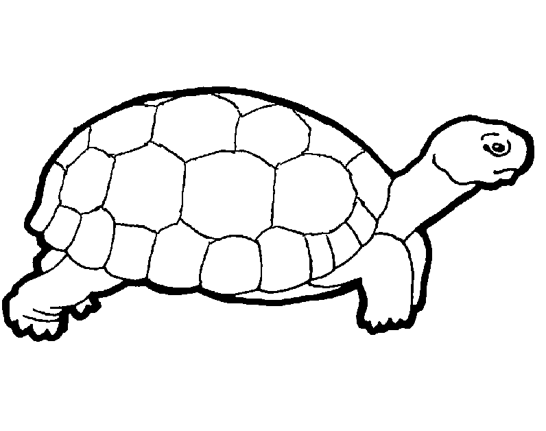 Turtle Colouring Pictures 1